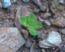 4-leaf clover